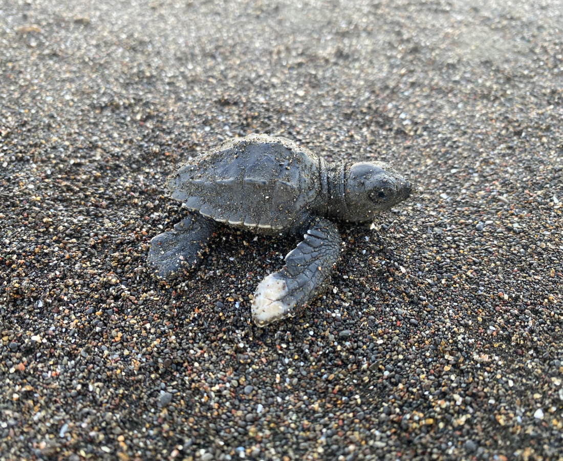 Coloración blanca en una aleta y deformidad en el caparazón del neonato de tortuga lora 