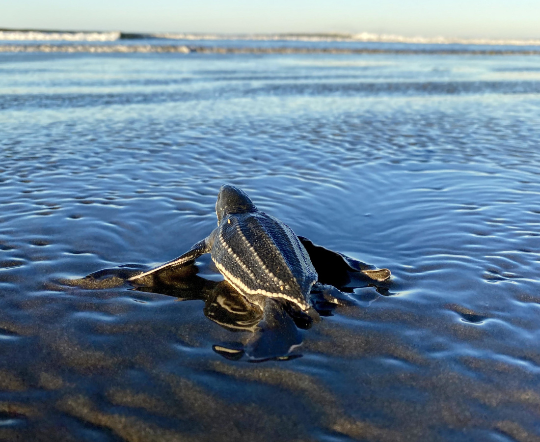 Liberación de Neonato de Tortuga Baula, playa Ostional.