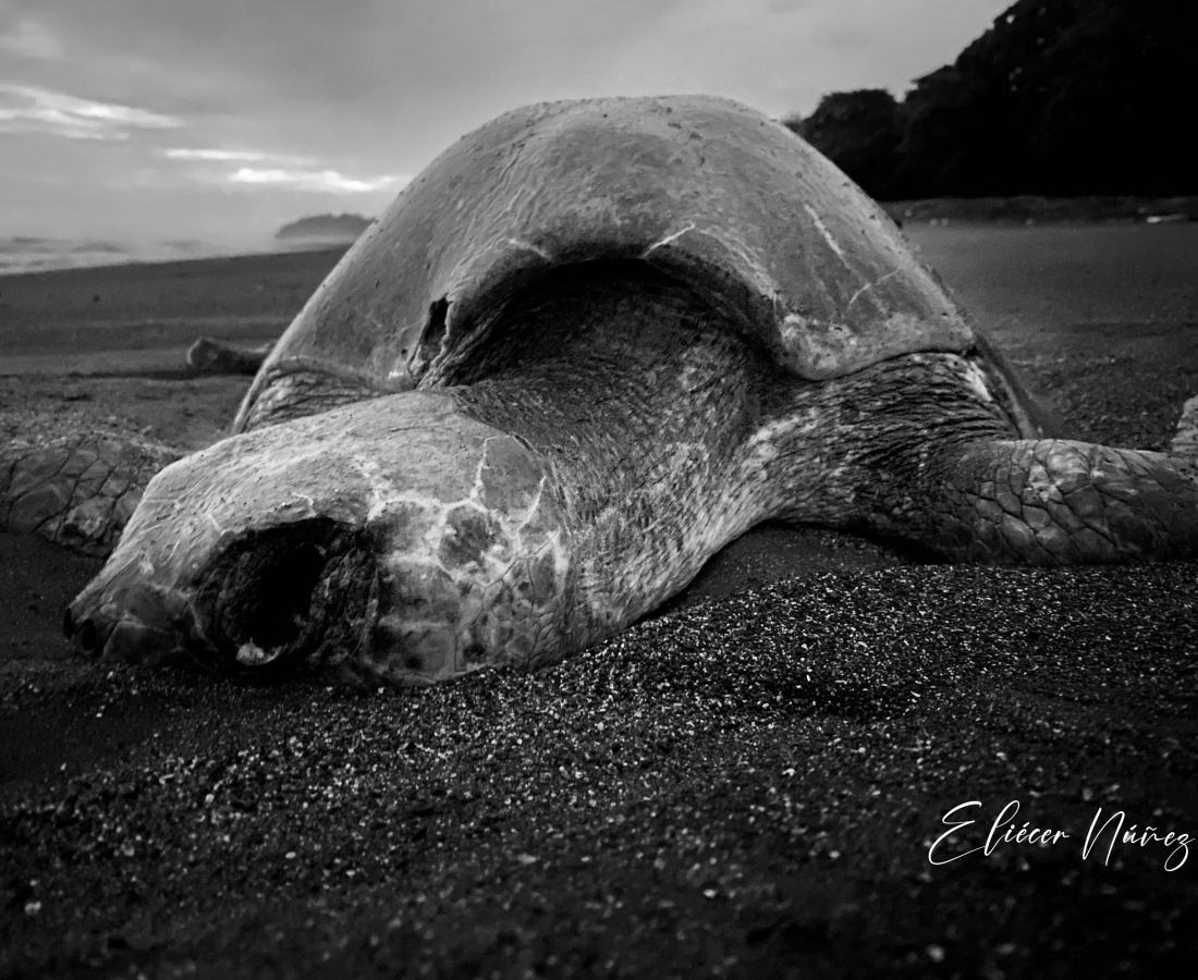 Algunas tortugas llegan su ciclo final de vida