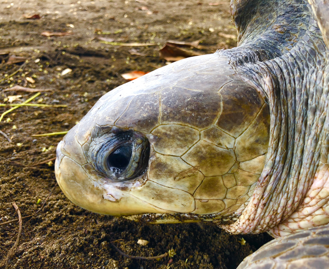 Tortuga Lora (Lepidochelys olivacea)