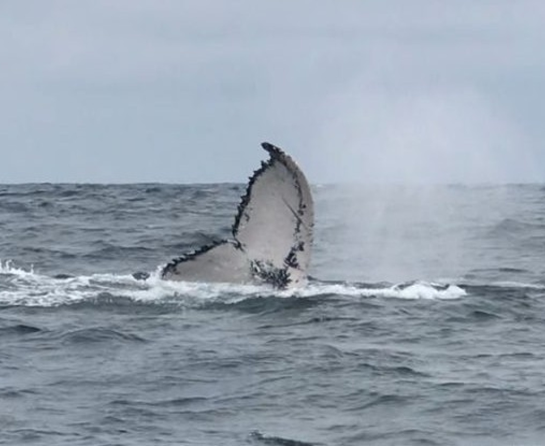 Aleta Caudal de Ballena Jorobada