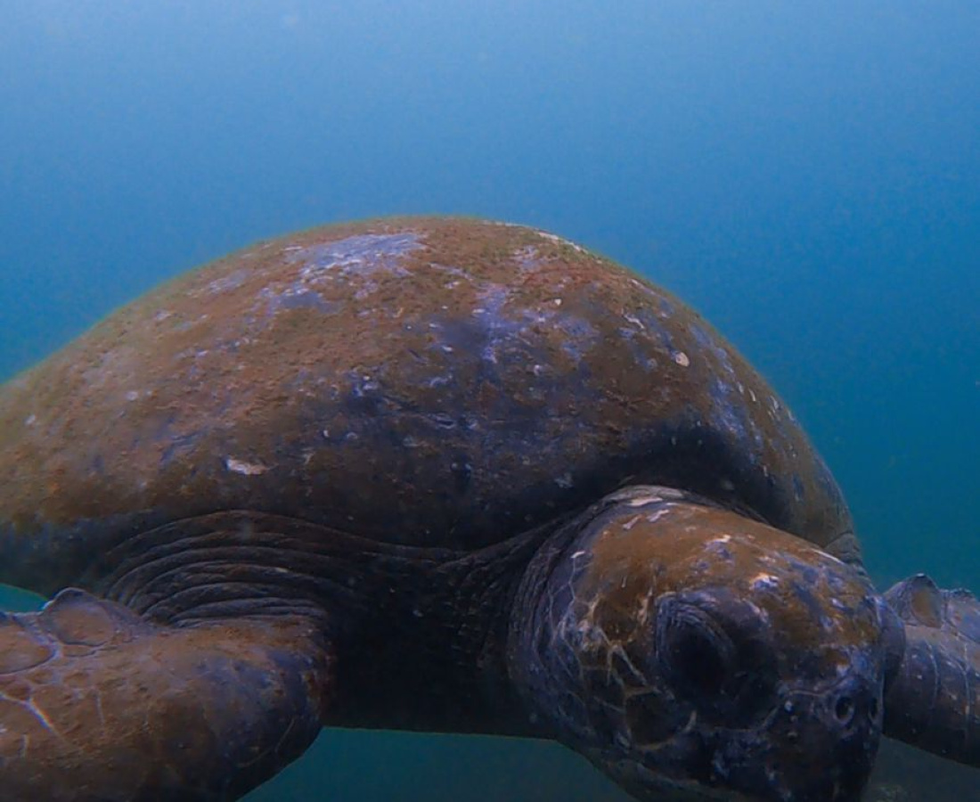 Tortuga Verde