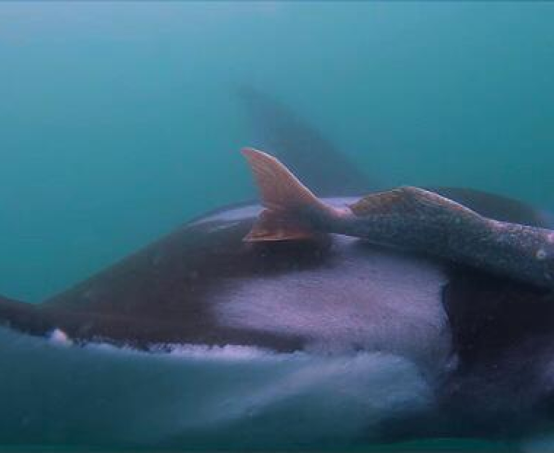 Mantaraya Gigante