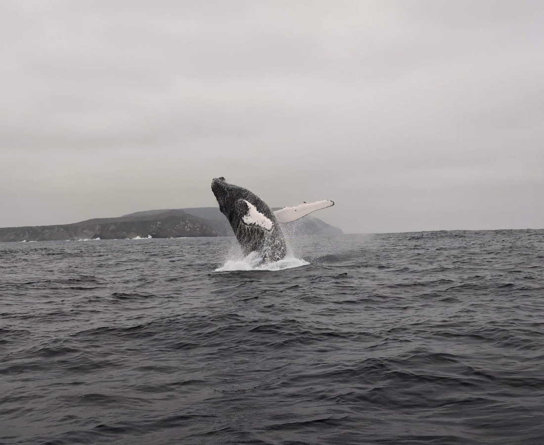 Ballena jorobada