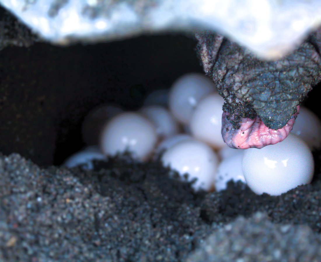 Huevos de tortuga lora