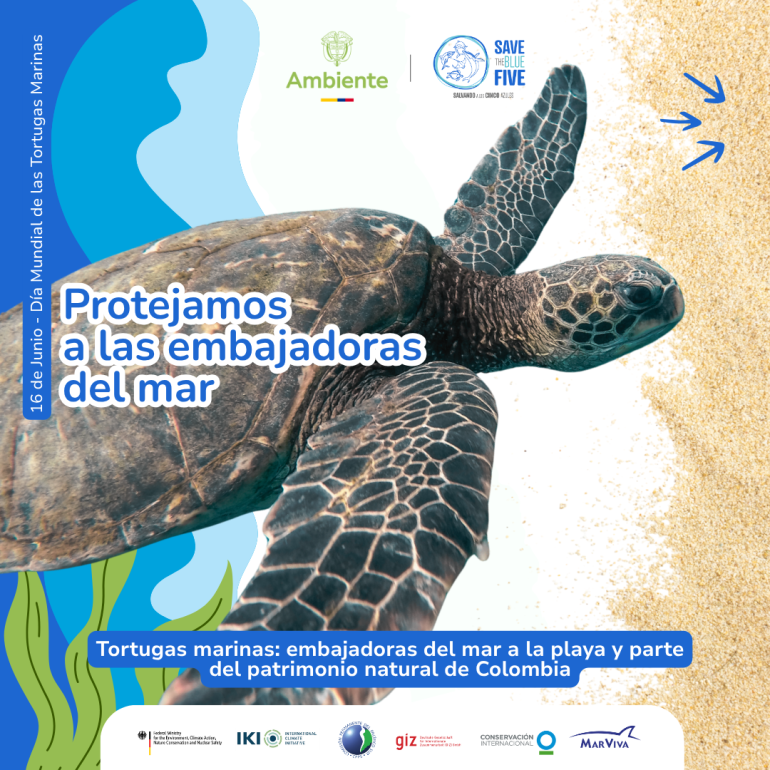 Tortugas marina: embajadoras del mar a la playa y parte del patrimonio natural de Colombia.