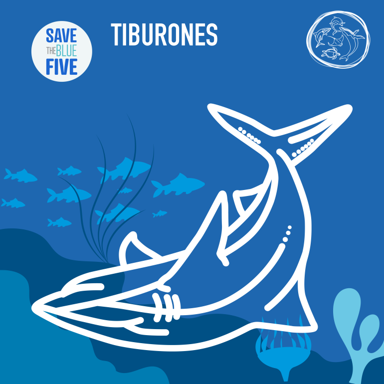 infografía tiburones