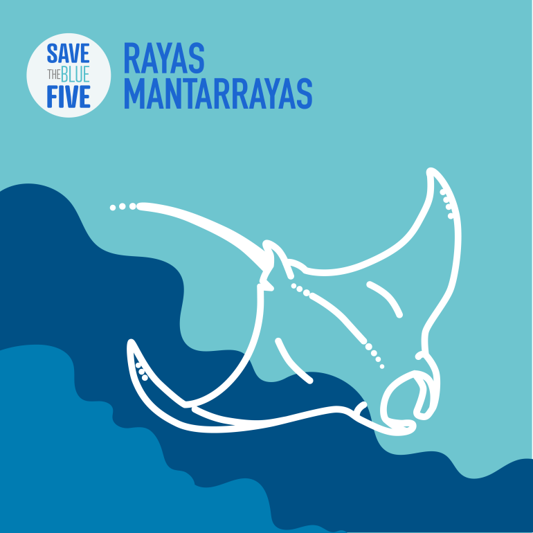 infografía mantarraya