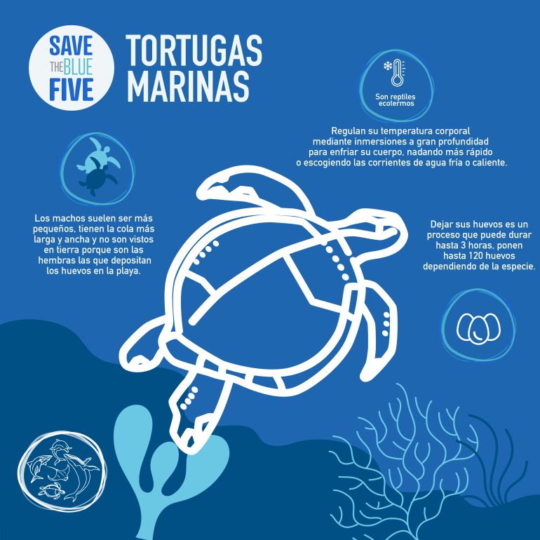 infografía tortugas
