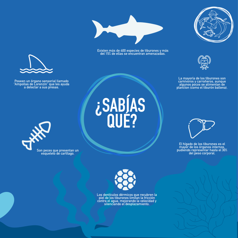 infografía tiburones