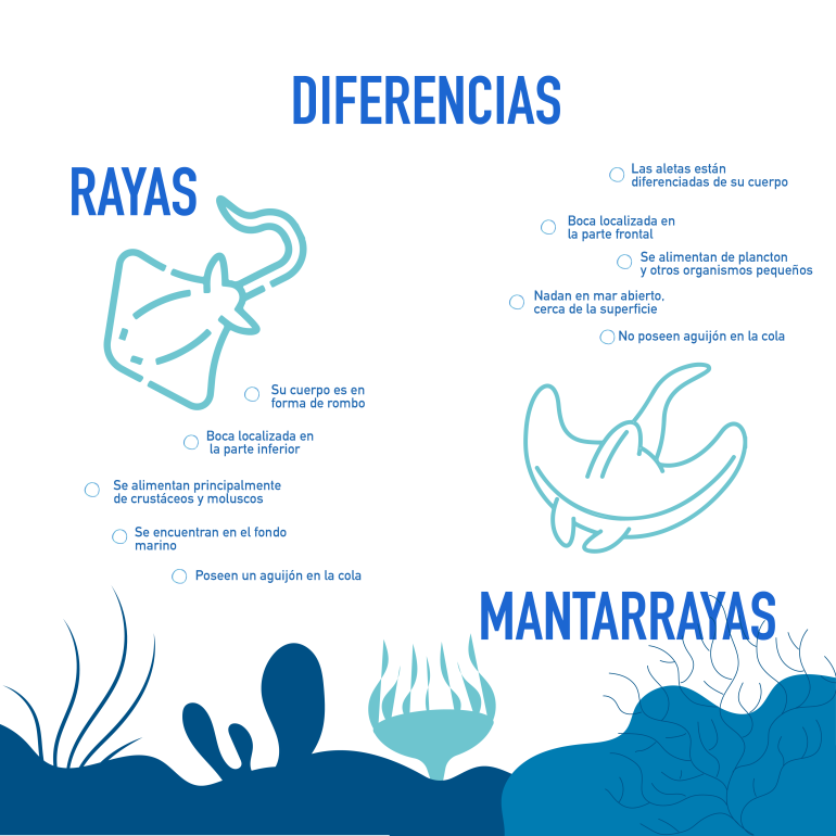 infografía mantarraya