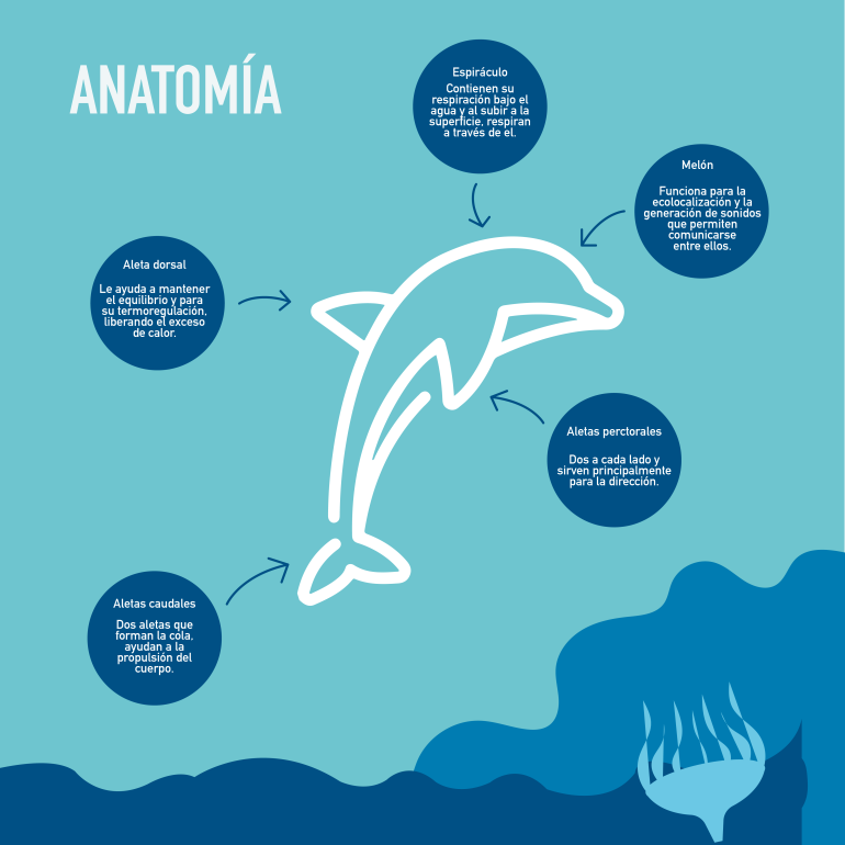 infografía delfines