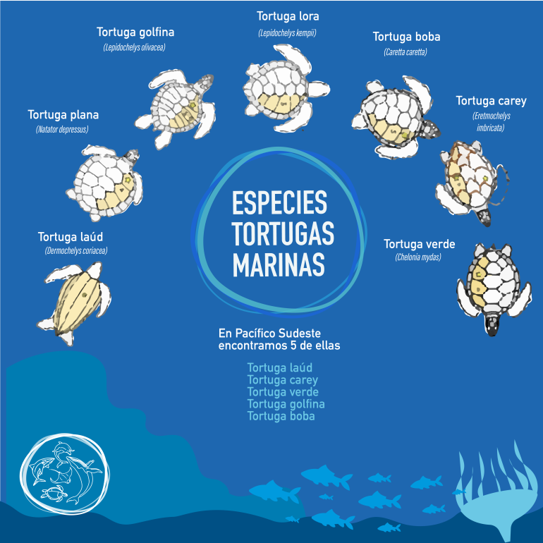 infografía tortugas