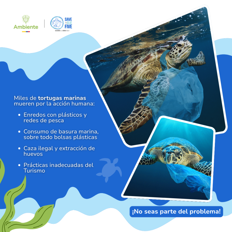 Miles de tortugas marina mueren por la acción humana. ¡No seas parte del problema!