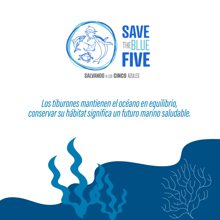 infografía tiburones