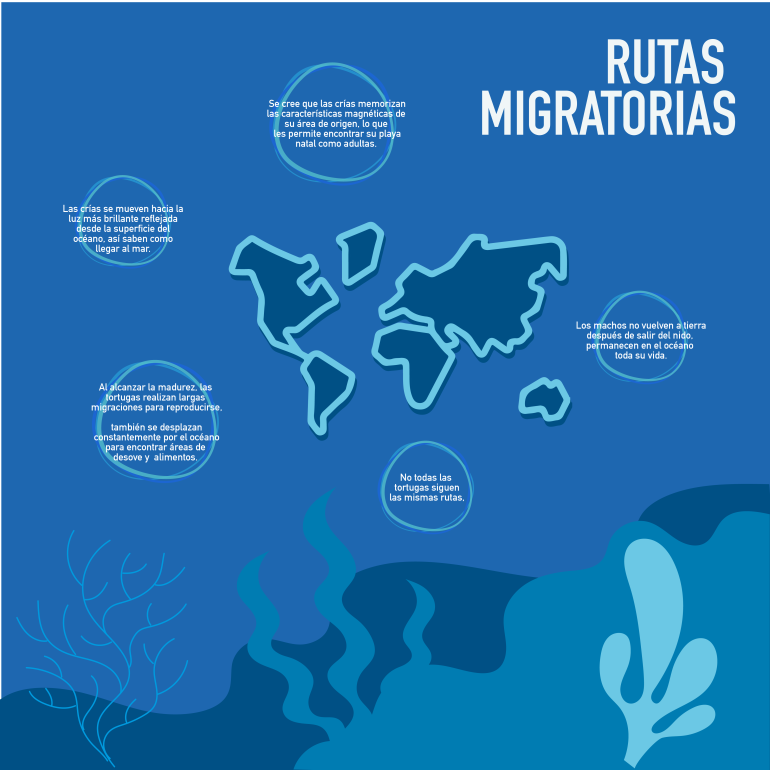 infografía tortugas