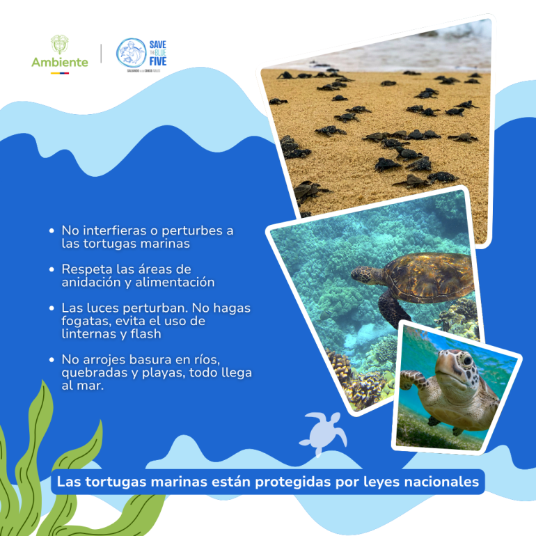 Las tortugas marinas están protegidas por leyes nacionales