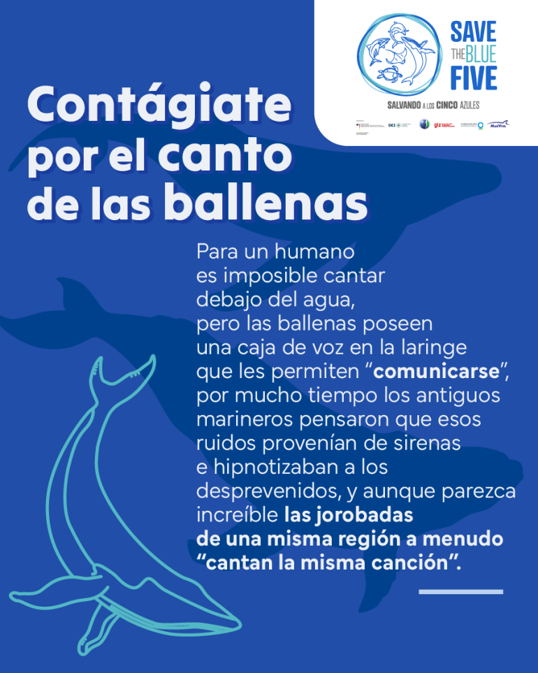 flyer sobre el canto de la ballenas
