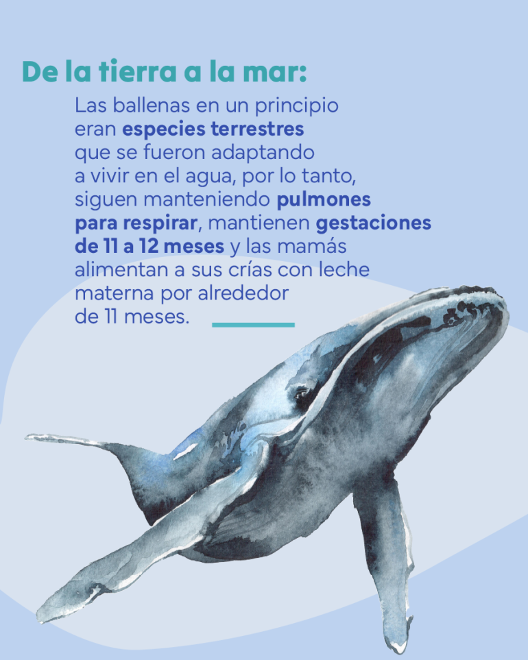 Flyer sobre la adaptación de las ballenas de la tierra al mar