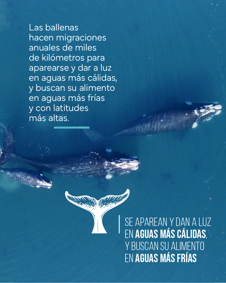 Flyer sobre la migración de las ballenas 