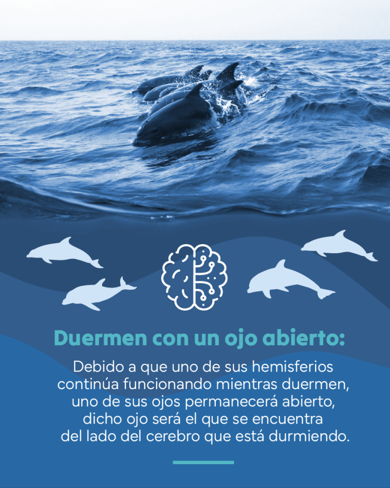 flyer sobre los delfines duermen con un ojo abierto