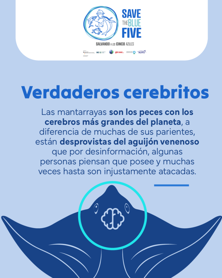 flyer sobre la inteligencia de las mantarrayas