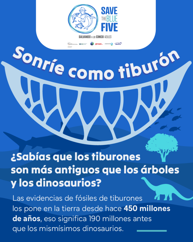 flyer sobre la antigüedad de los tiburones