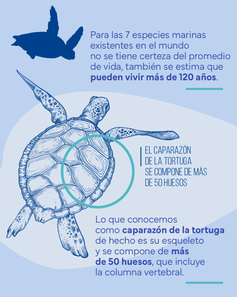 flyer sobre el caparazón de la tortuga