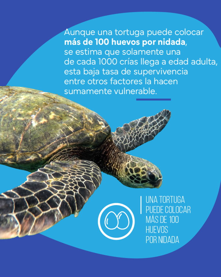 flyer sobre cantidad de huevos de tortuga por nidada