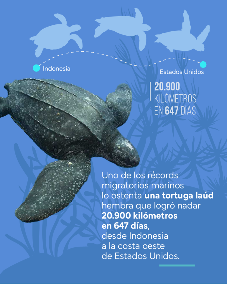 flyer sobre capacidad de nadar grandes distancias de las tortugas