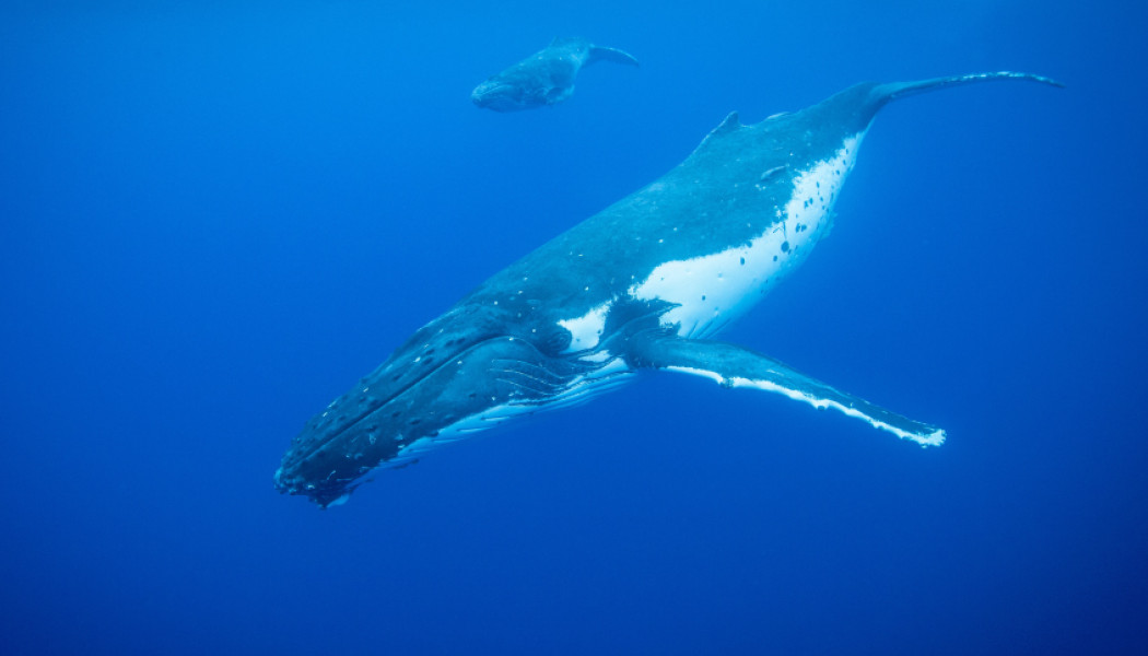 ballena en océano