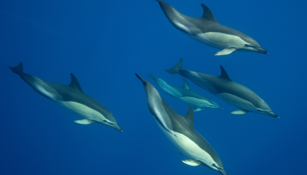Delfines en océano
