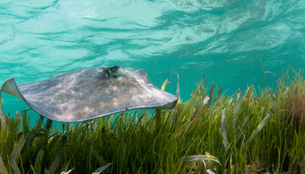 mantarraya en fondo marino