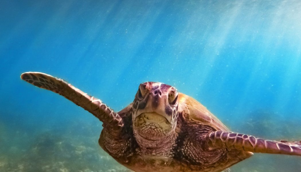 tortuga marina en océano
