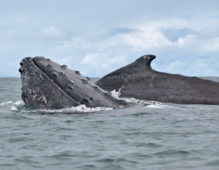 Ballena jorobada Megaptera novaeangliae - Fotografía Gabriel Daza