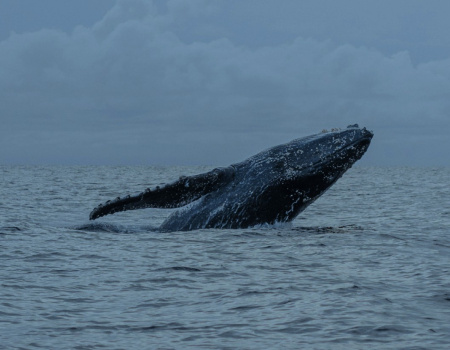 Ballena jorobada Megaptera novaeangliae