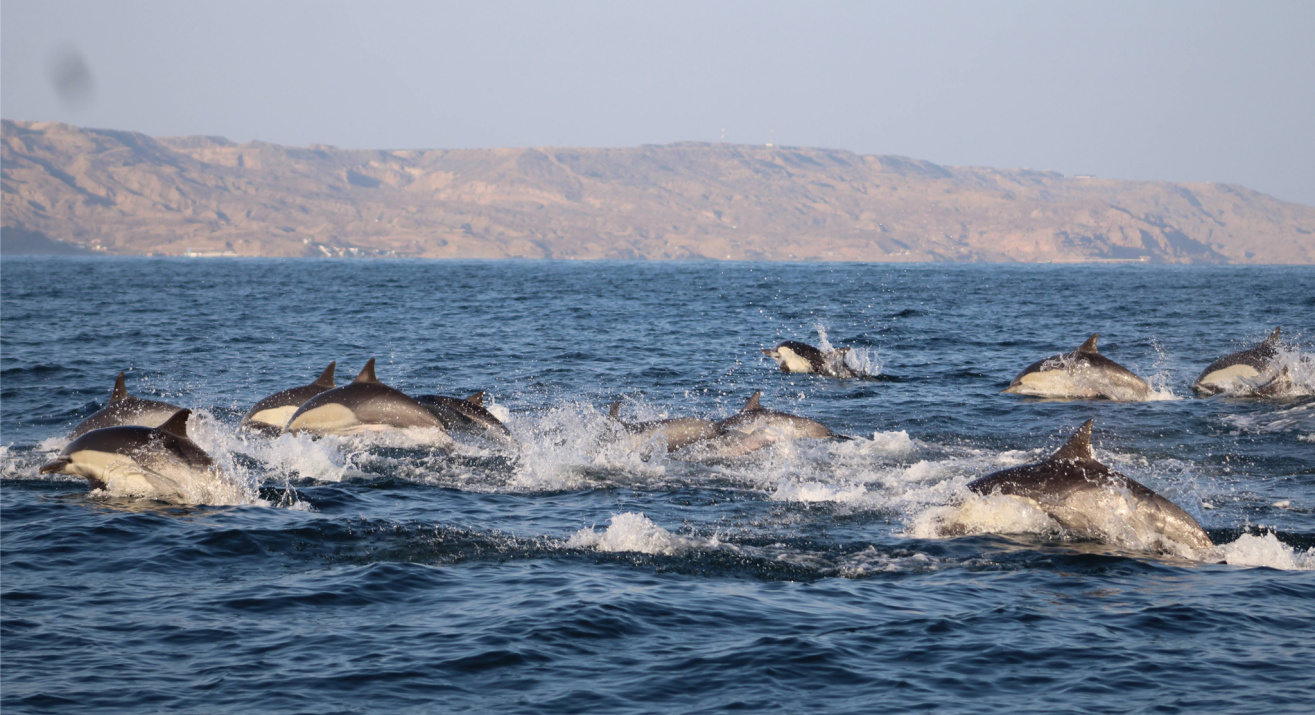 Avistamiento de ballena
