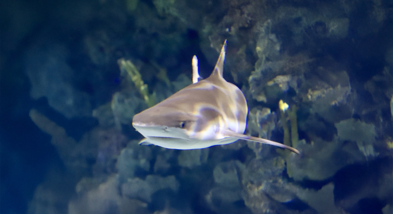 Tiburon