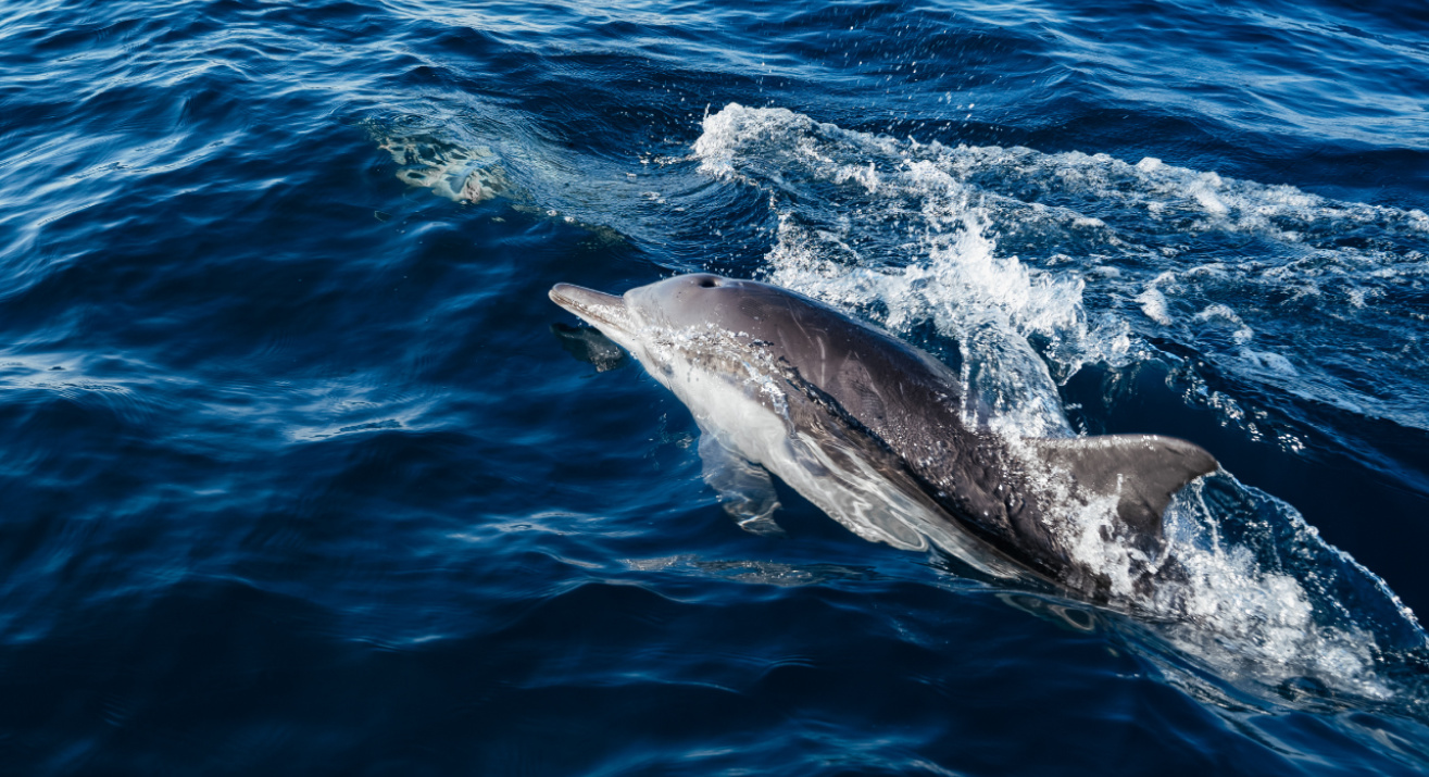 Delfines en aguas abiertas
