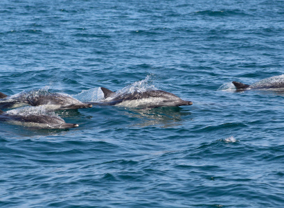 Delfines comunes en el Pacífico Sudeste