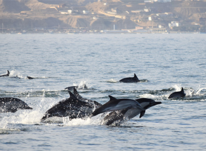 Individuos delfin común en mar abierto 