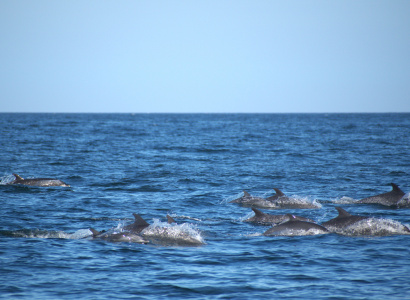 Individuos delfín moteado pantropical en mar abierto 