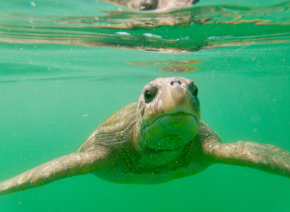 Tortuga verde en mar abierto 