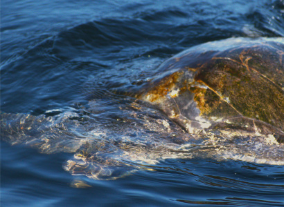 Tortugas marinas en mar abierto 