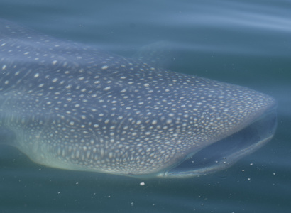 Tiburón ballena en mar abierto