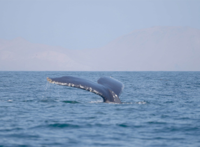 Ballena sumergiéndose en el mar