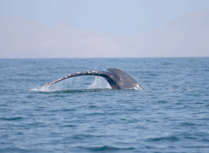 Ballena entrando al fondo del mar