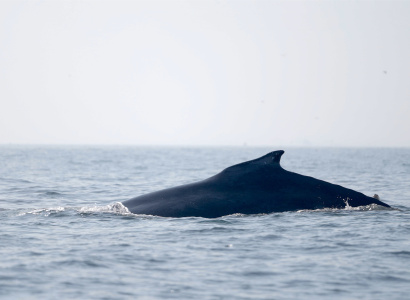 Ballena desplazándose en el mar