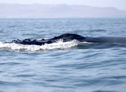 Ballena moviéndose por la superficie