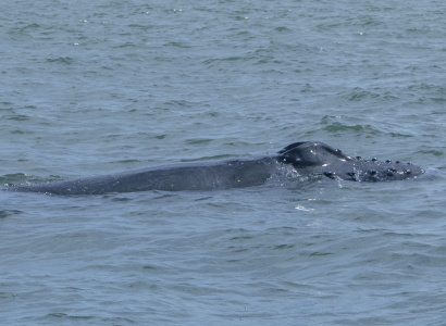 Ballena jorobada saliendo a superfie en Uramba Bahia Malaga, Buenaventura, Colombia
